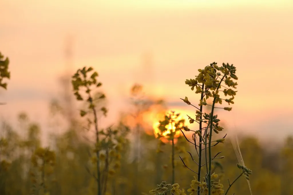 太陽と菜の花