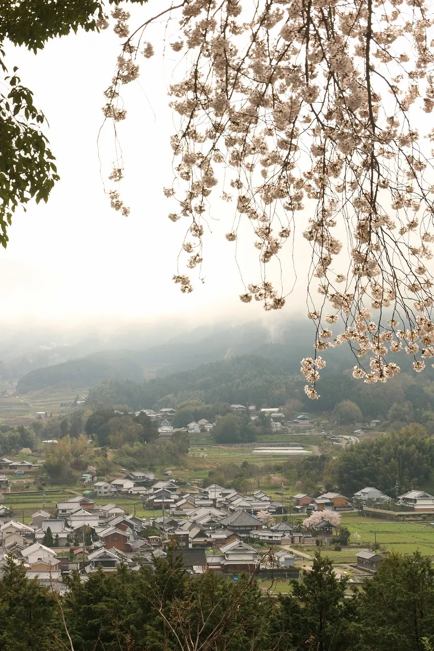 甘樫丘