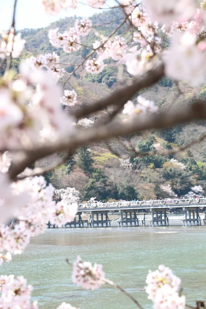 渡月橋、桜