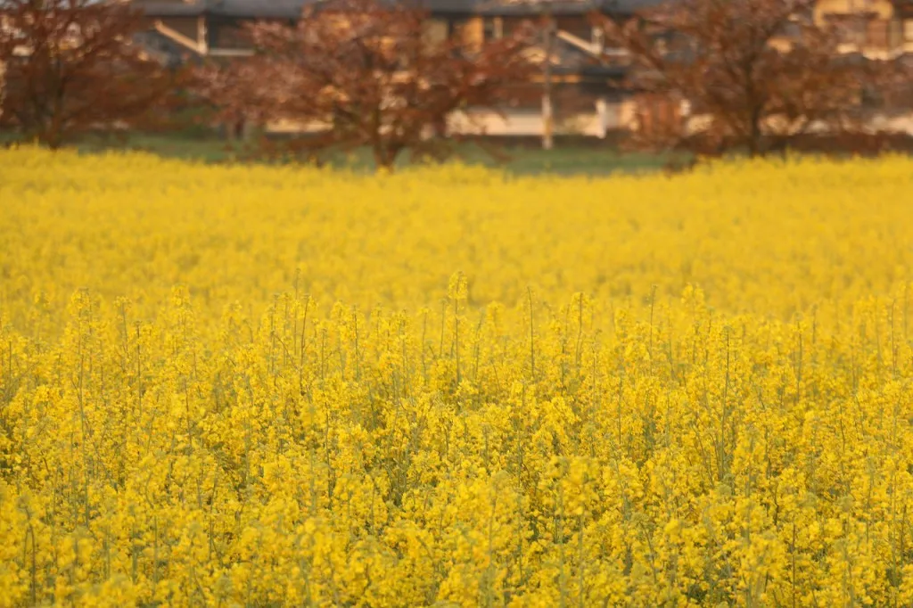 藤原京跡の菜の花