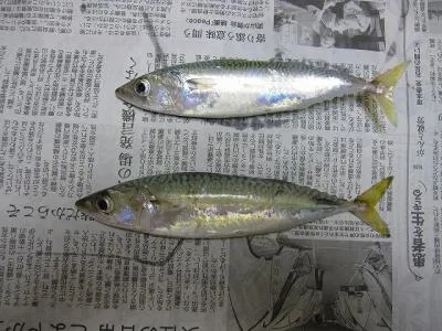 鯖