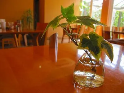 観葉植物