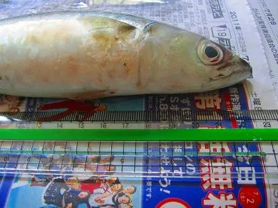 サバ　サイズ