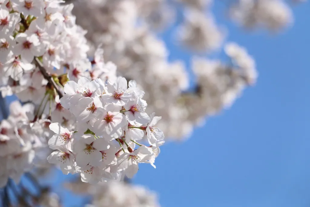 桜