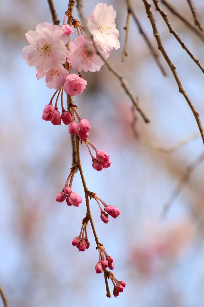 梅の花