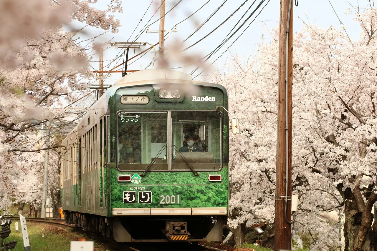 嵐電、桜のトンネル2