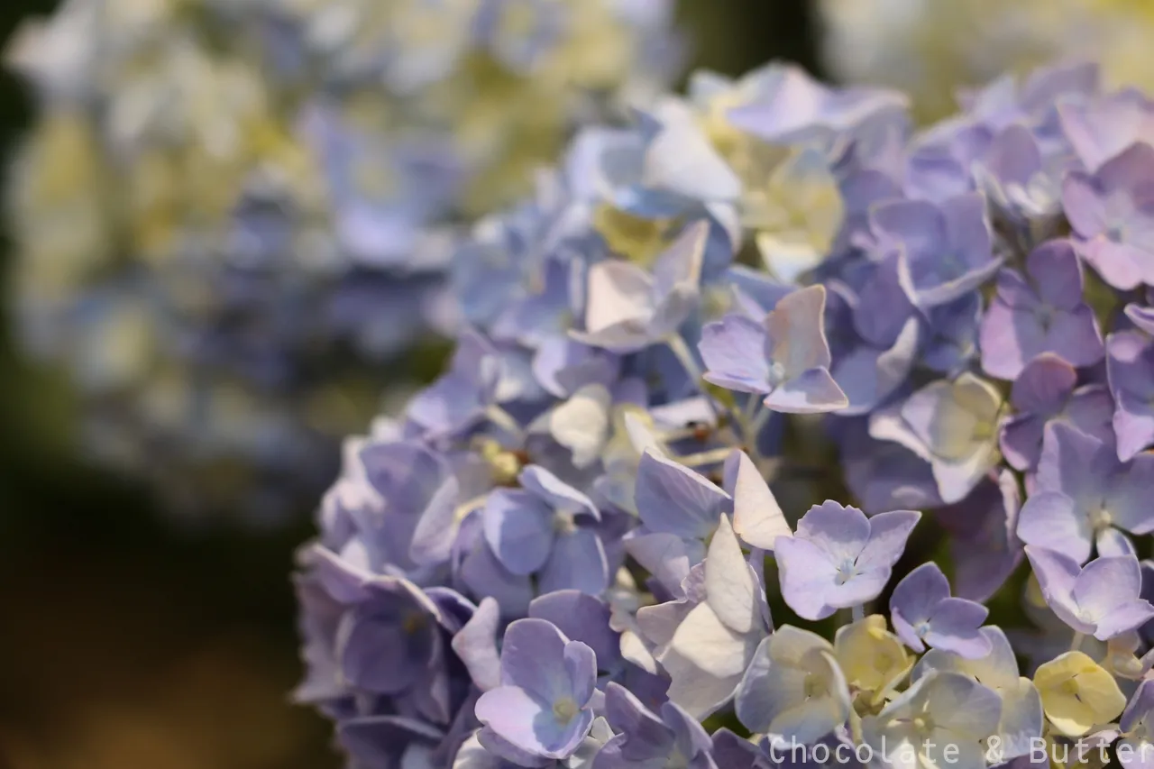 紫陽花