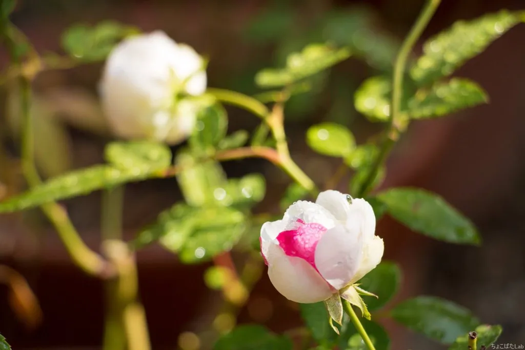 薔薇