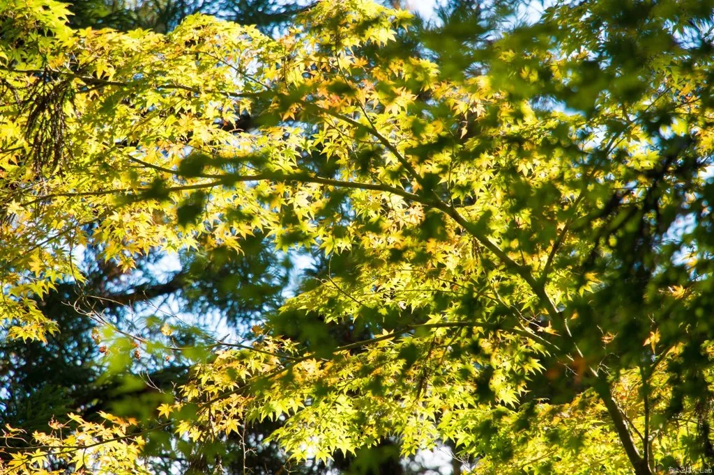 紅葉