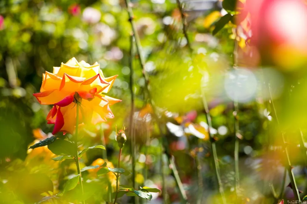 薔薇