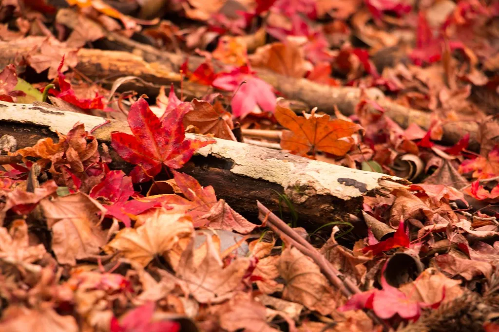 紅葉の絨毯