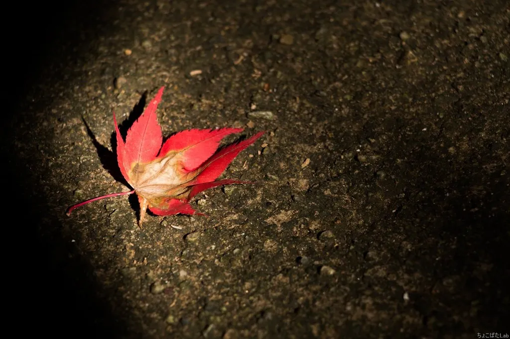 紅葉